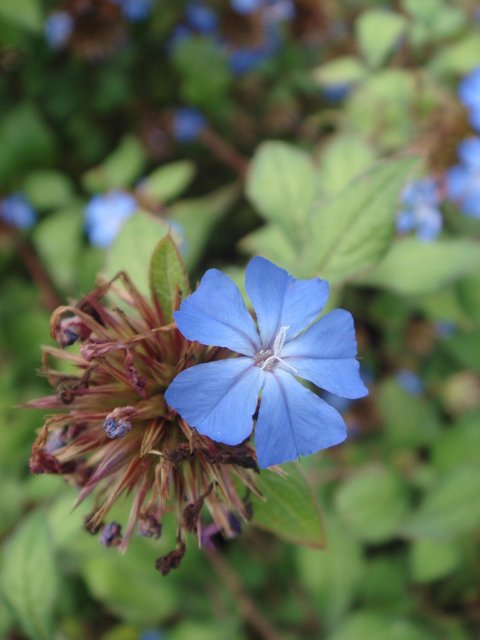 Ceratostigma willmotianum fleur P12